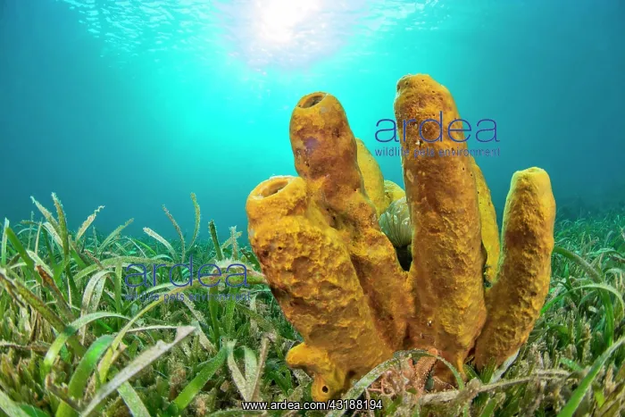 : Yellow Tube Sponge (Aplysina fistularis) in Thalassia : Yellow Tube Sponge (Aplysina fistularis) in Thalassia