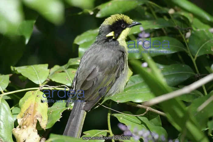 : Yellow Tufted Honeyeater : Yellow Tufted Honeyeater