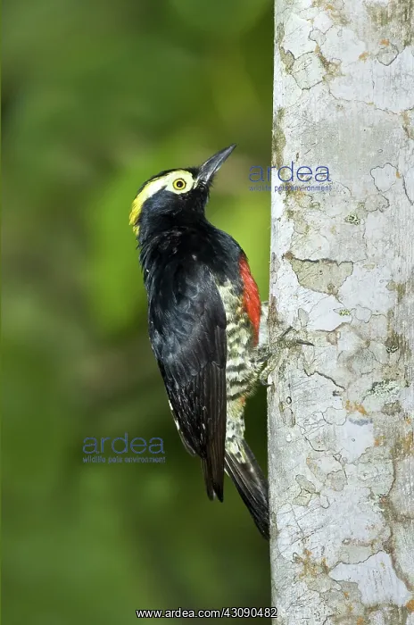 : Yellow-tufted Woodpecker : Yellow-tufted Woodpecker