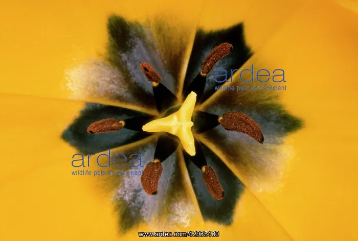  : Yellow Tulip -