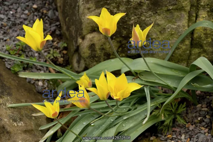 : A yellow Tulip from Asia : A yellow Tulip from Asia