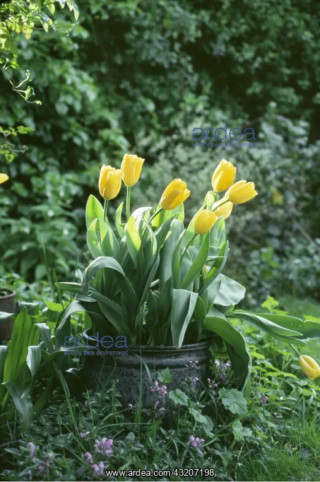  : YELLOW TULIPS - in tin pot