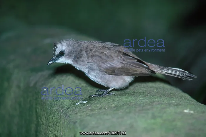 : Yellow Vented Bulbul : Yellow Vented Bulbul