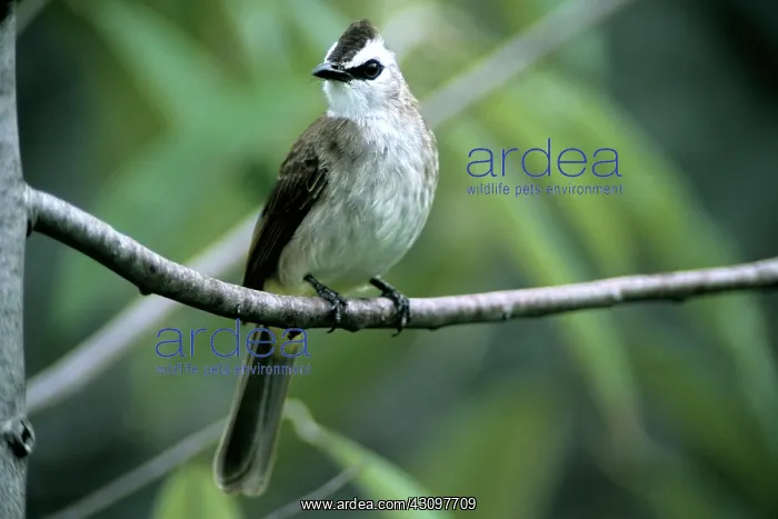 : Yellow-vented Bulbul : Yellow-vented Bulbul