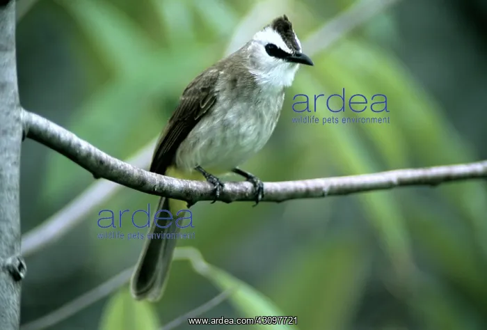 : Yellow-vented Bulbul : Yellow-vented Bulbul