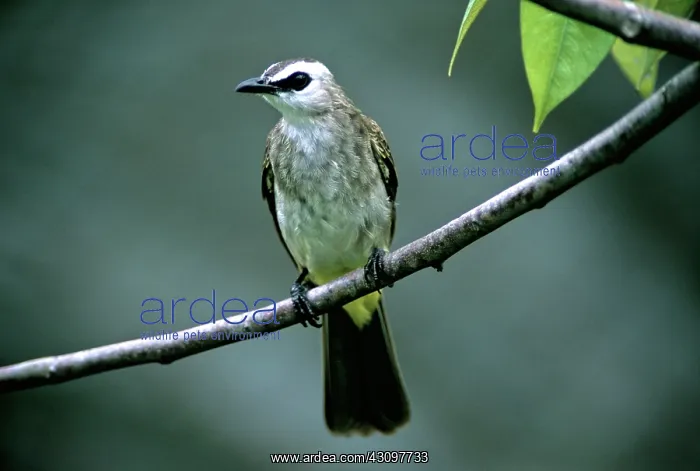 : Yellow-vented Bulbul : Yellow-vented Bulbul