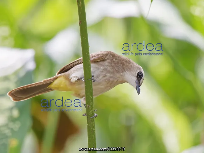 : Yellow Vented Bulbul Pycnonotus goiavier Sabah : Yellow Vented Bulbul Pycnonotus goiavier Sabah