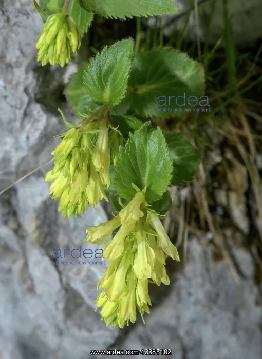 : Yellow Veronica, Veronica lutea, in flower on ro : Yellow Veronica, Veronica lutea, in flower on ro