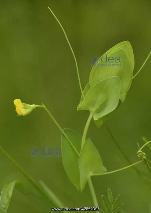  : Yellow vetchling