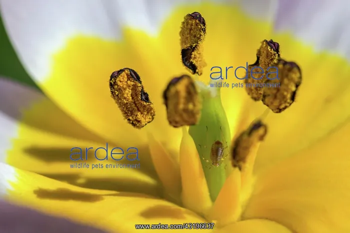 : Yellow-violet tulip, dwarf tulip (Tulipa humilis) : Yellow-violet tulip, dwarf tulip (Tulipa humilis)