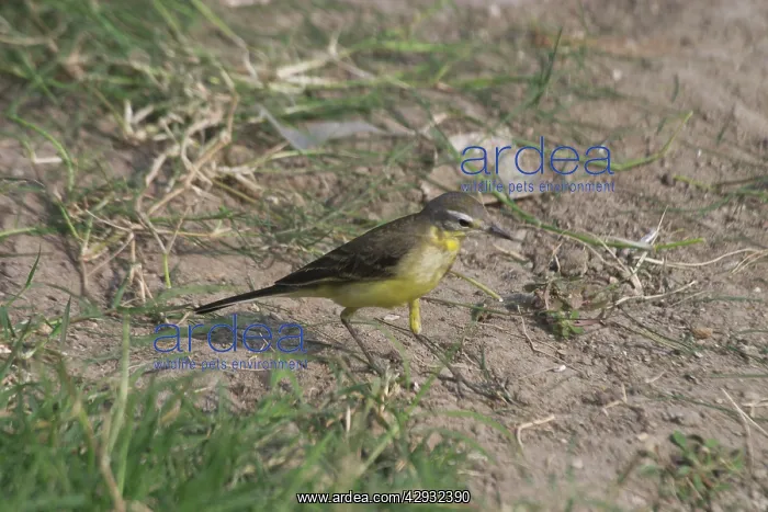 : Yellow Wagtail : Yellow Wagtail