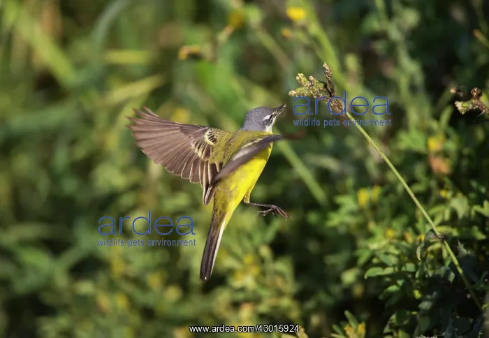 : Yellow Wagtail : Yellow Wagtail