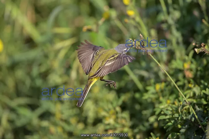 : Yellow Wagtail : Yellow Wagtail