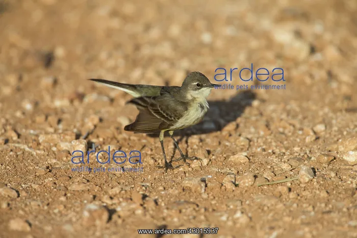 : Yellow Wagtail : Yellow Wagtail