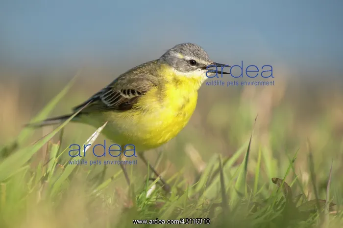 : Yellow Wagtail : Yellow Wagtail