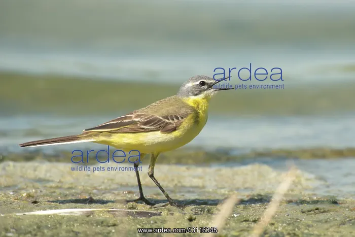: Yellow Wagtail : Yellow Wagtail