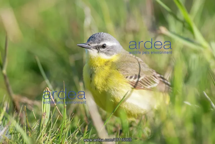 : Yellow Wagtail : Yellow Wagtail