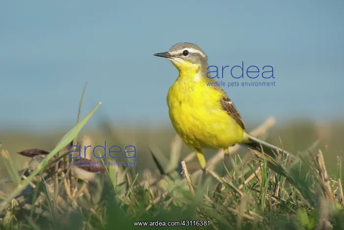 : Yellow Wagtail : Yellow Wagtail