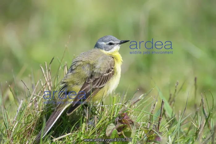 : Yellow Wagtail : Yellow Wagtail