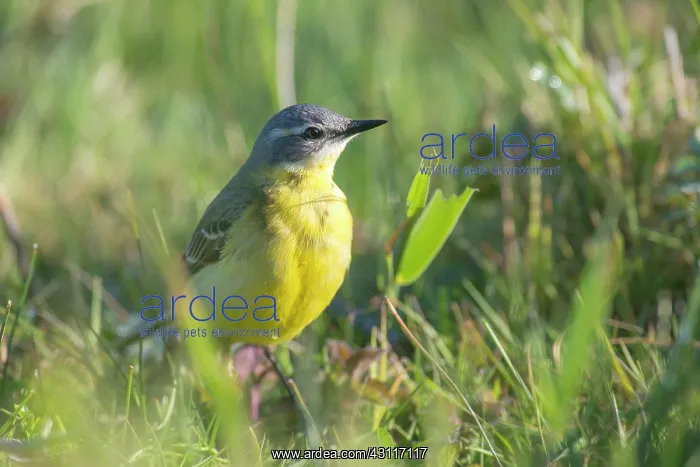 : Yellow Wagtail : Yellow Wagtail