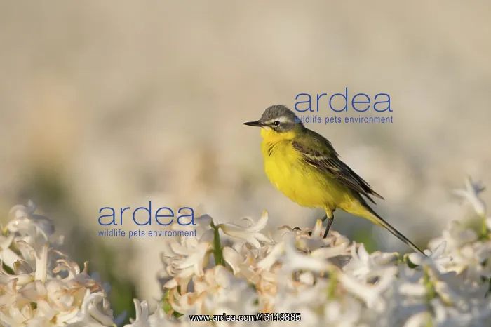 : Yellow Wagtail : Yellow Wagtail