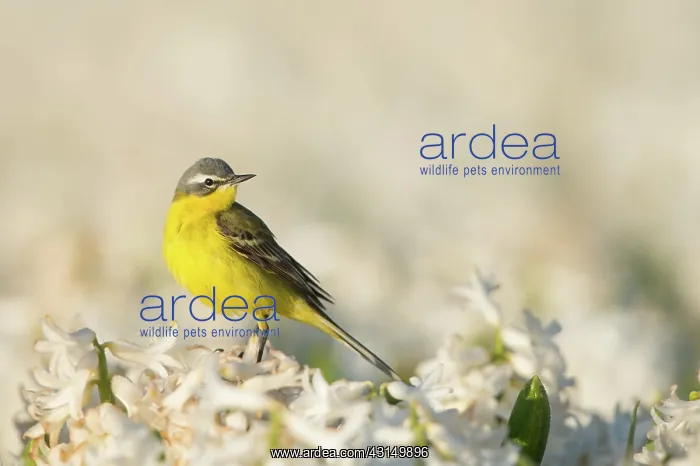 : Yellow Wagtail : Yellow Wagtail