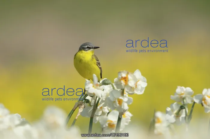 : Yellow Wagtail : Yellow Wagtail