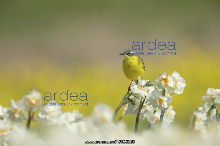 : Yellow Wagtail : Yellow Wagtail
