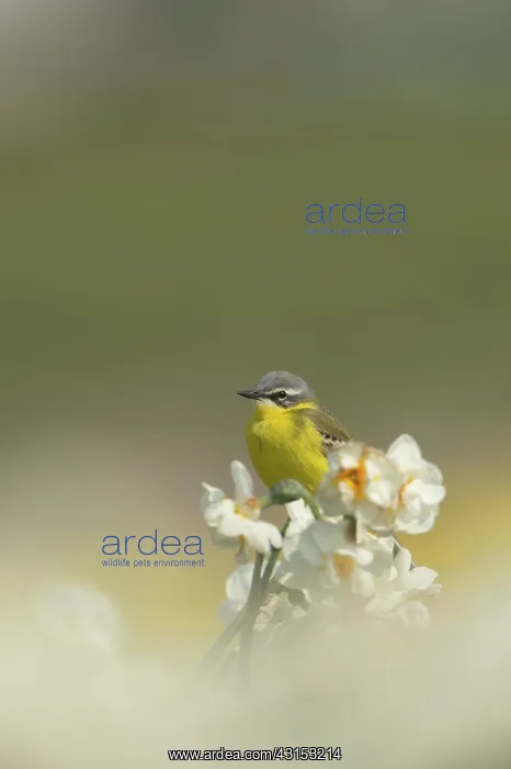 : Yellow Wagtail : Yellow Wagtail