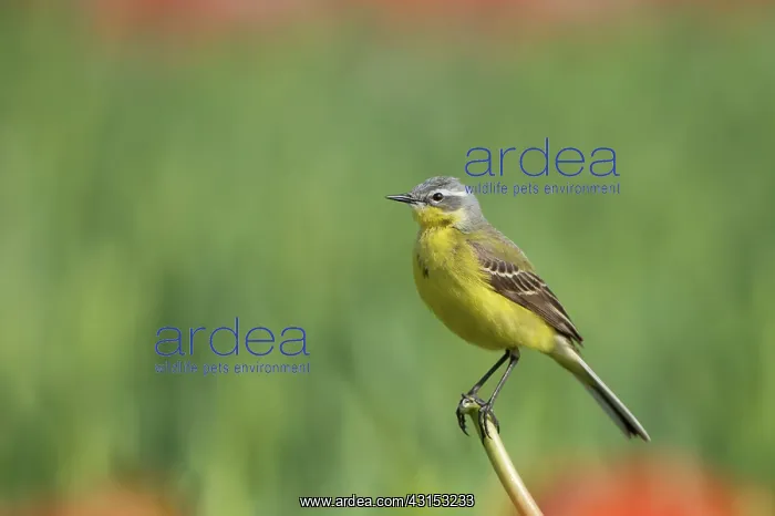 : Yellow Wagtail : Yellow Wagtail