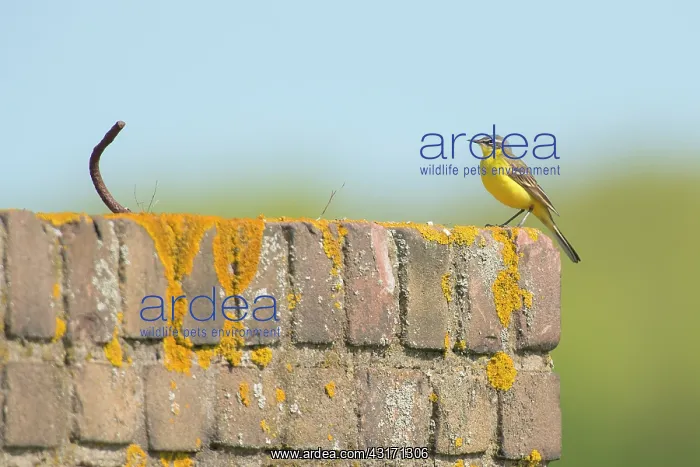 : Yellow Wagtail : Yellow Wagtail