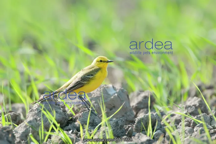 : Yellow Wagtail : Yellow Wagtail