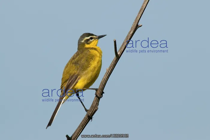 : Yellow Wagtail : Yellow Wagtail