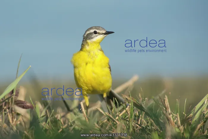 : Yellow Wagtail : Yellow Wagtail