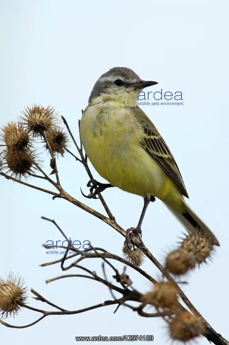 : Yellow Wagtail - adult female - alarmed on a dry : Yellow Wagtail - adult female - alarmed on a dry