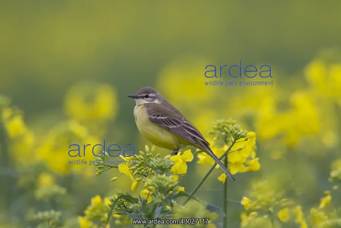  : Yellow Wagtail - adult female - Germany