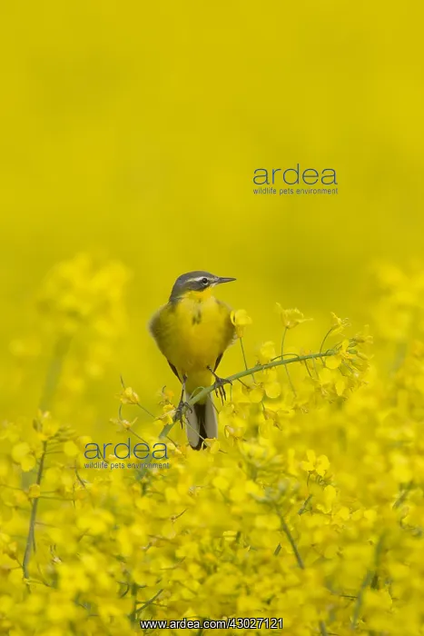  : Yellow Wagtail - adult male - Germany