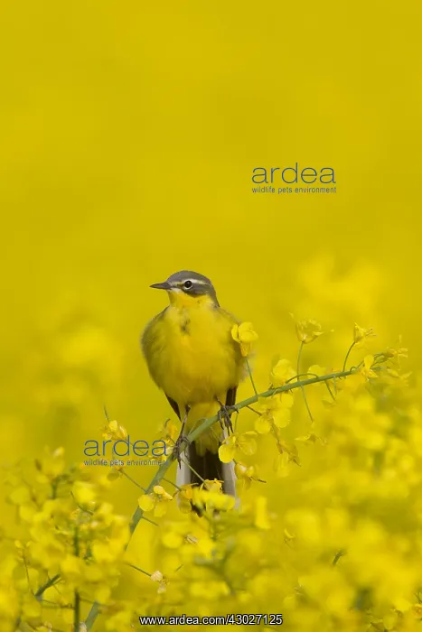  : Yellow Wagtail - adult male - Germany
