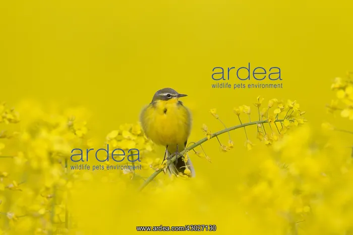  : Yellow Wagtail - adult male - Germany