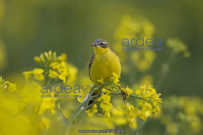  : Yellow Wagtail - adult male - Germany