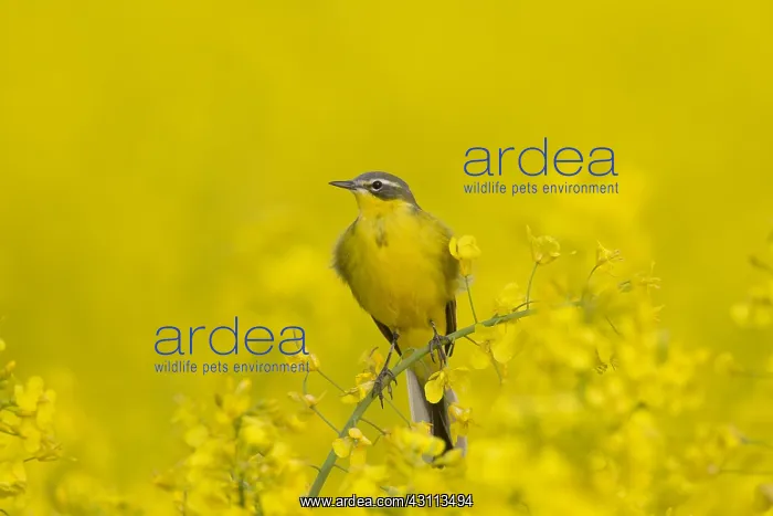  : Yellow Wagtail - adult male - Germany