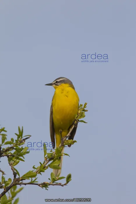  : Yellow Wagtail - adult male - Germany