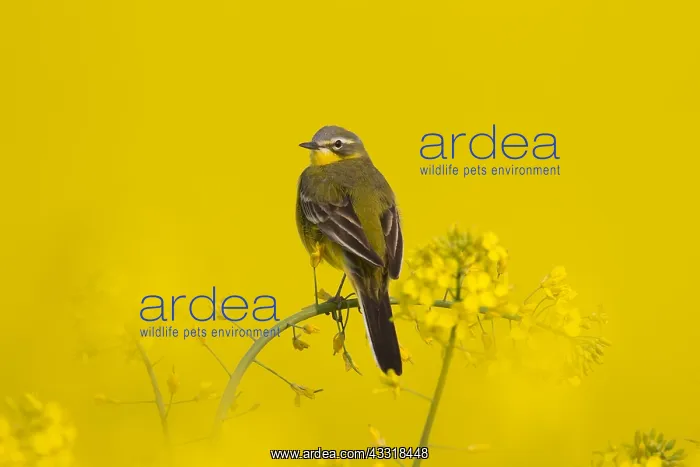  : Yellow Wagtail - adult male - Germany