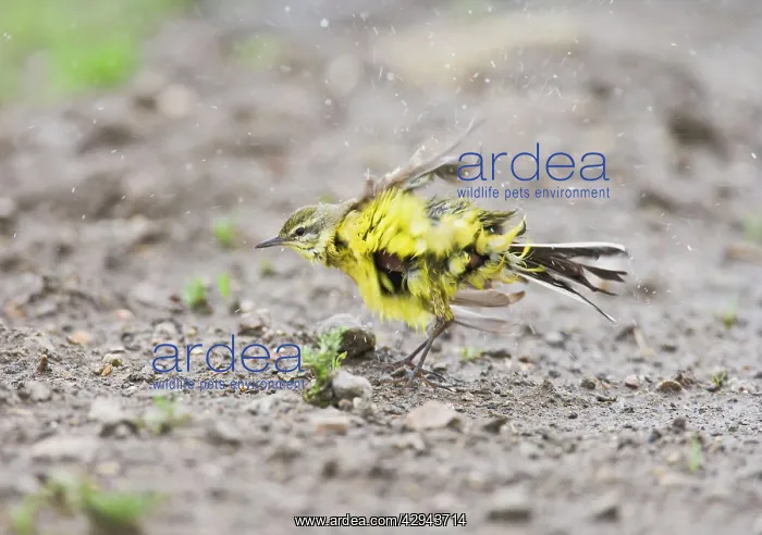 : Yellow wagtail - bathing : Yellow wagtail - bathing