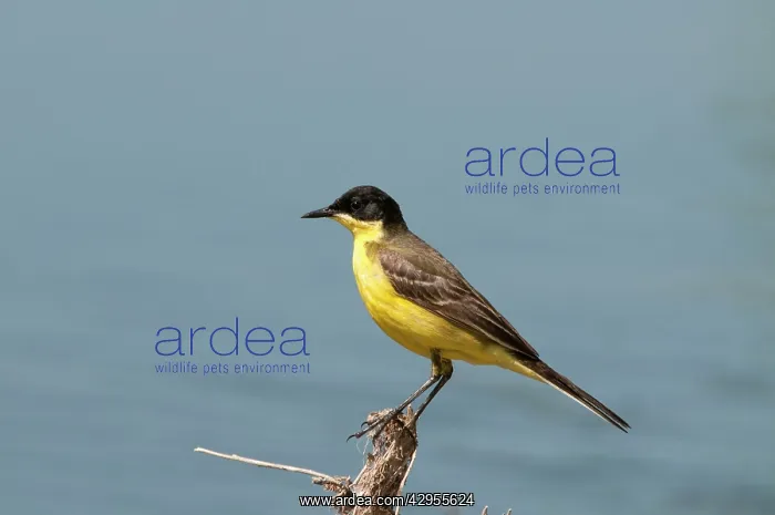 : Yellow Wagtail - black headed form - perched on twig : Yellow Wagtail - black headed form - perched on twig