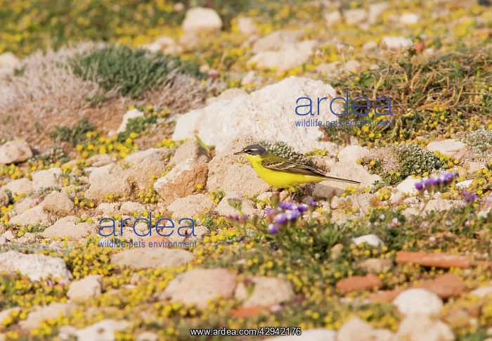 : Yellow Wagtail - blue headed -feeding -on migration : Yellow Wagtail - blue headed -feeding -on migration