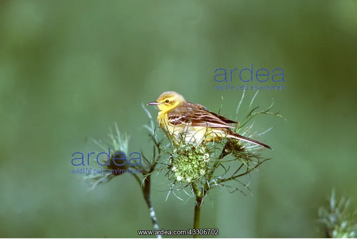 : YELLOW WAGTAIL - on flower : YELLOW WAGTAIL - on flower