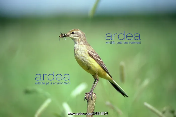 : YELLOW WAGTAIL - With Food In Beak, Female : YELLOW WAGTAIL - With Food In Beak, Female