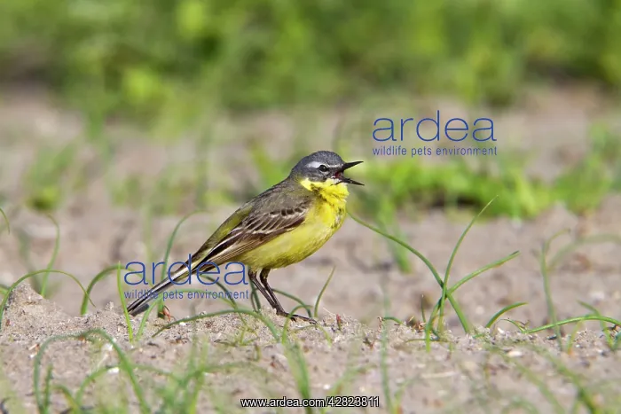 : Yellow Wagtail - on the ground - calling : Yellow Wagtail - on the ground - calling