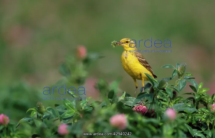 : Yellow Wagtail - with insects in beak : Yellow Wagtail - with insects in beak